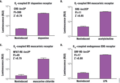 GPCR assay for Gs-, Gi-, Gq- and G12-coupled receptors in GPCR assays.