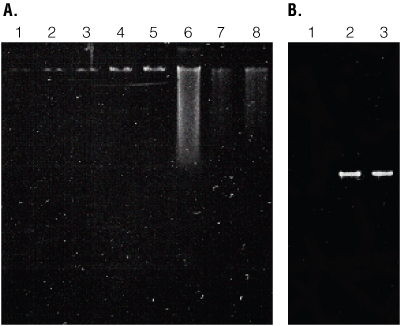 Isolation and amplification of genomic DNA from Copepods.