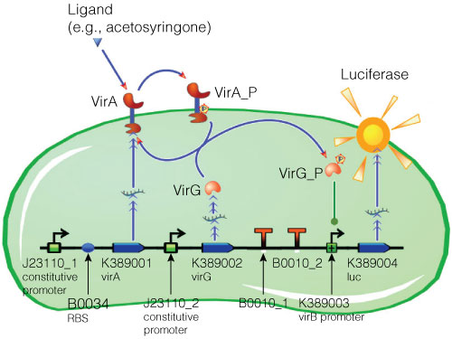 Model of acetosyringone inducible luciferase expression system in E.coli.