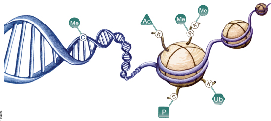 Epigenetic mechanisms involved in regulation of gene expression. Figure# 11340TA
