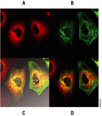 Multiplexing HaloTag® labeling with antibody staining.