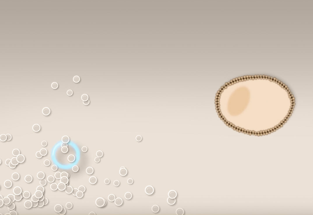 Into_to_Transfection-1074x737