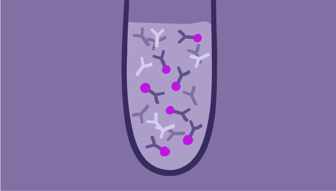 Magnetic Beads for Antibody Purification